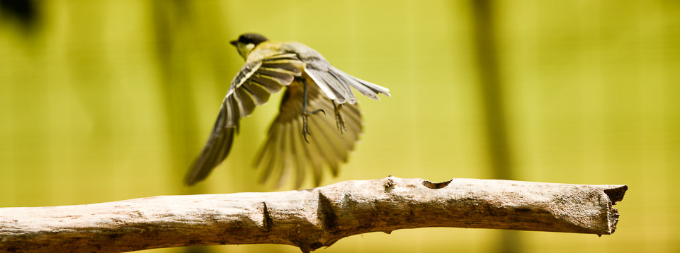 birdgarden