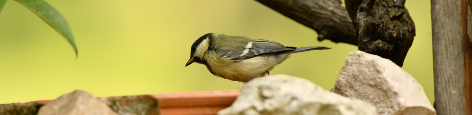 birdgarden