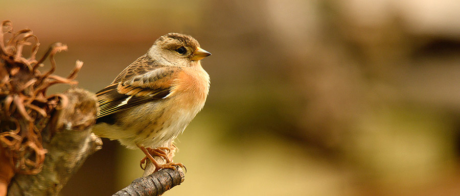 birdgarden