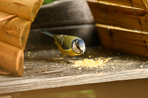 birdgarden