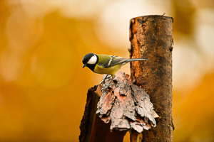 birdgarden