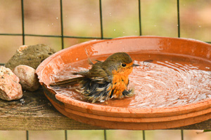 birdgarden