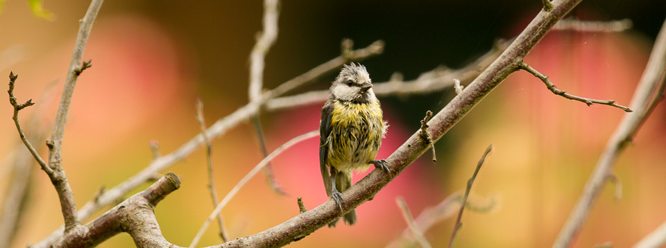 birdgarden