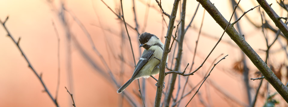 birdgarden