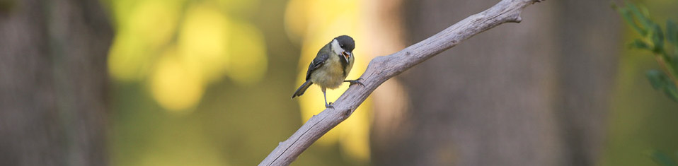 birdgarden